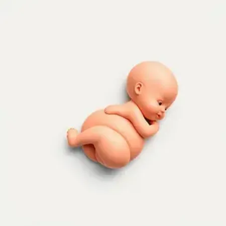 Tamanho do Bebê na 12ª Semana de Gravidez: O Que Saber