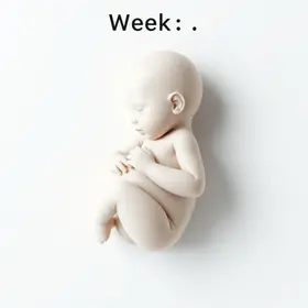 Tamanho do Bebê na 5ª Semana de Gravidez: O Que Saber