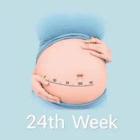 Tamanho do Bebê na 24ª Semana de Gravidez: O Que Saber