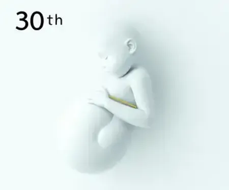 Tamanho do Bebê na 30ª Semana de Gravidez: O Que Saber