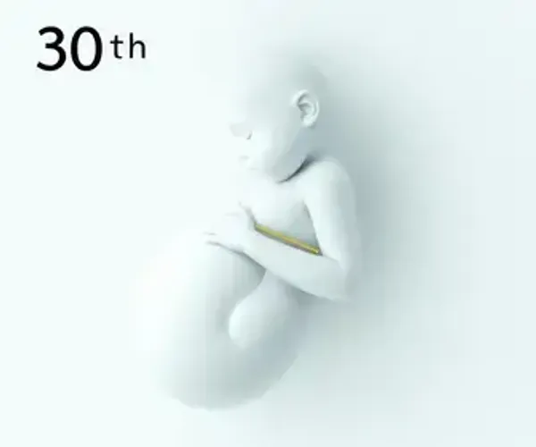 Tamanho do Bebê na 30ª Semana de Gravidez: O Que Saber